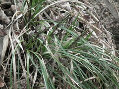 Carex lanceolata