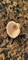 Cardiidae