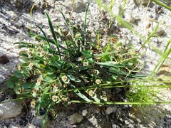 Euphorbia silenifolia