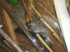 Occidozyga lima