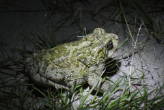 Incilius occidentalis