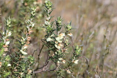 Melichrus urceolatus