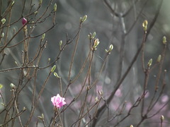 Rhododendron mucronulatum