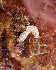 Camachoaglaja africana