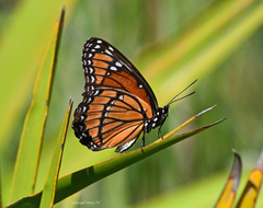 Limenitis archippus floridensis