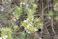 Melichrus urceolatus