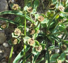 Euphorbia silenifolia