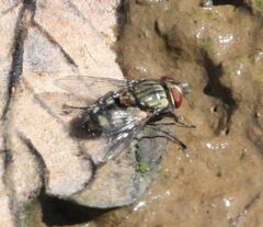 Oestroidea