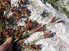 Staberoha distachyos