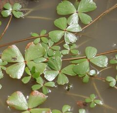 Marsilea