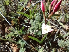 Hesperantha cucullata