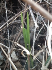 Asparagaceae