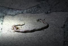 Lampropeltis mexicana