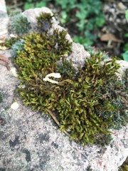 Orthotrichaceae