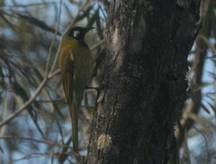 Nesoptilotis leucotis