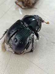 Geotrupes balyi