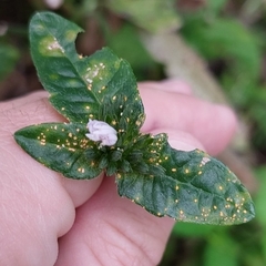 Coleosporium elephantopodis