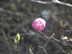 Rhododendron mucronulatum