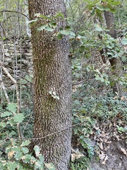 Quercus pubescens