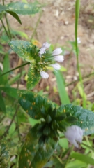 Coleosporium elephantopodis