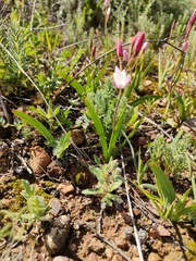 Hesperantha cucullata