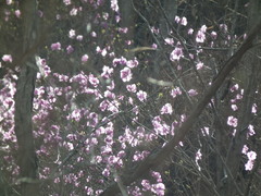 Rhododendron mucronulatum