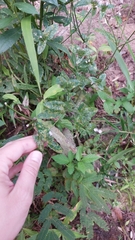 Coleosporium elephantopodis