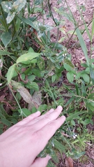 Coleosporium elephantopodis