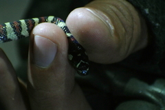 Lampropeltis mexicana