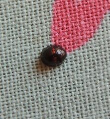 Chilocorus bipustulatus