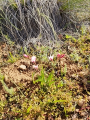 Hesperantha cucullata