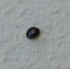 Chilocorus bipustulatus