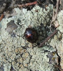 Chilocorus bipustulatus