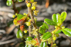 Phyllanthus hirtellus