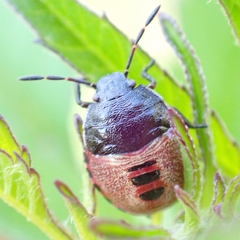 Piezodorus lituratus