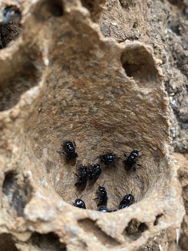 Heller's Stingless Bee
