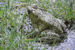 Incilius occidentalis
