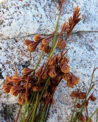 Staberoha distachyos