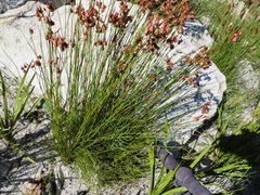 Staberoha distachyos