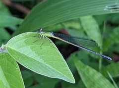Ceriagrion fallax