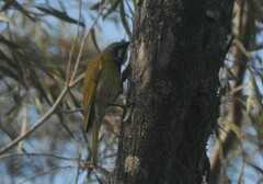 Nesoptilotis leucotis