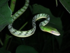 Ahaetulla mycterizans