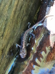 Ichthyosaura alpestris