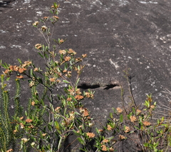 Phebalium squamulosum