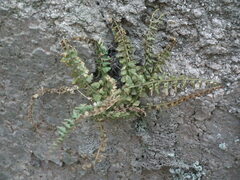 Asplenium incisum