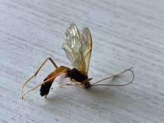 Opheltes glaucopterus barberi