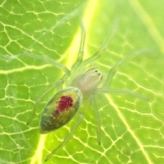Nigma puella