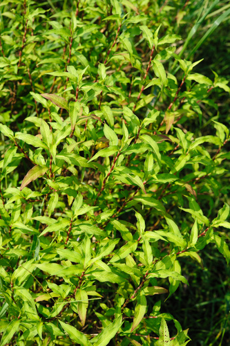 Persicaria pubescens iNat (2)