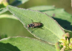 Ozodiceromyia
