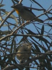 Pardalotus punctatus
